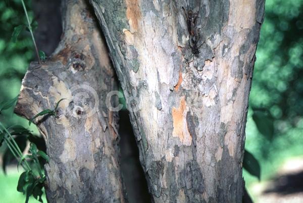 Yellow blooms; Deciduous; Broadleaf