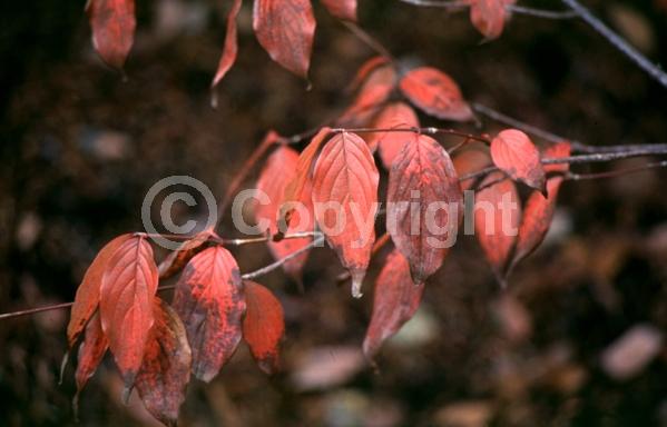 Yellow blooms; Deciduous; Broadleaf