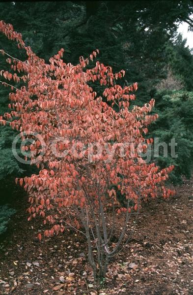 Yellow blooms; Deciduous; Broadleaf