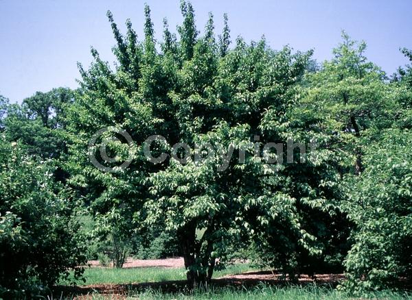 Yellow blooms; Deciduous; Broadleaf