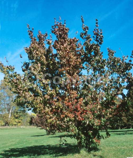 Yellow blooms; Deciduous; Broadleaf