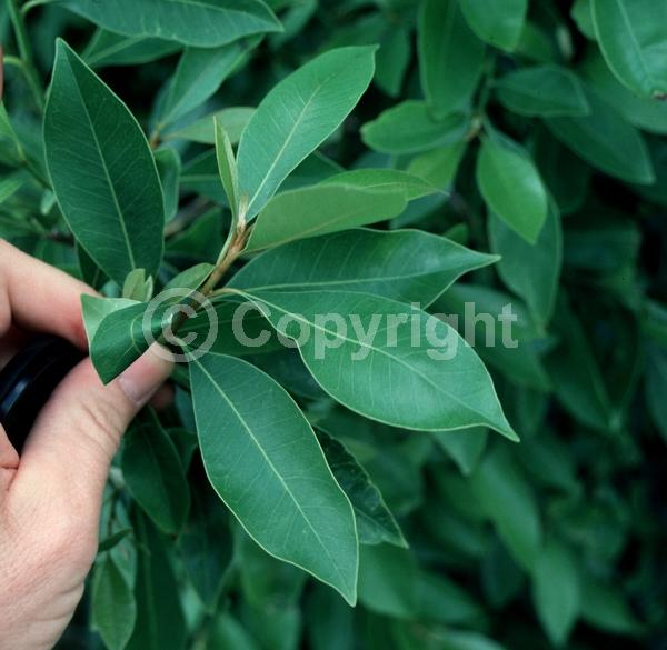 White blooms; Deciduous; Broadleaf; North American Native