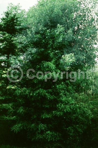 White blooms; Deciduous; Broadleaf; North American Native