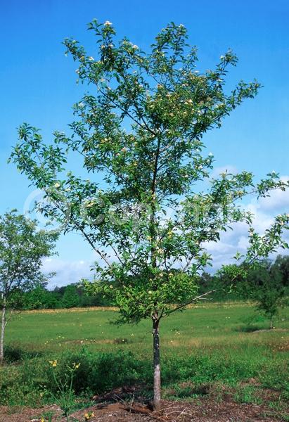 White blooms; Deciduous; Broadleaf; North American Native
