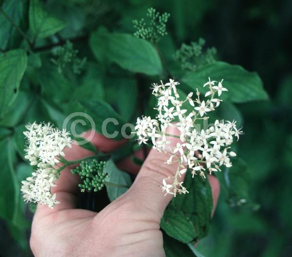 White blooms; Deciduous; Broadleaf; North American Native