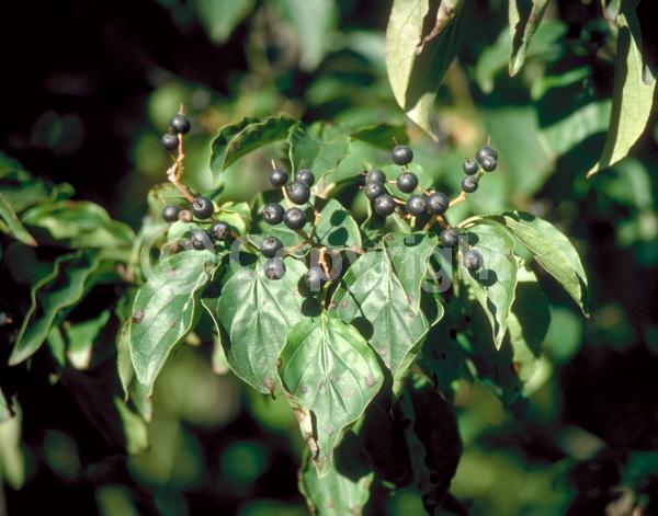 White blooms; Deciduous; Broadleaf