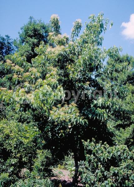 White blooms; Deciduous; Broadleaf
