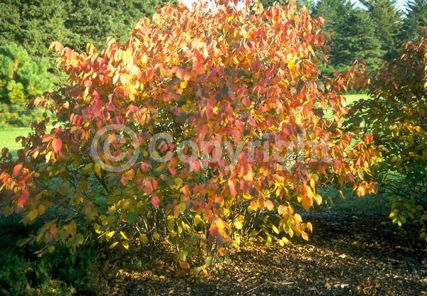 Red blooms; Yellow blooms; Deciduous; Broadleaf; North American Native