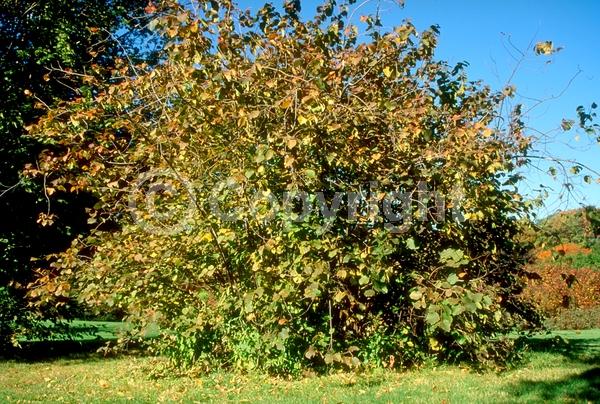 Red blooms; Yellow blooms; Deciduous; Broadleaf; North American Native