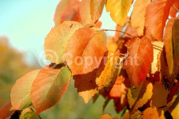 Red blooms; Yellow blooms; Deciduous; Broadleaf; North American Native