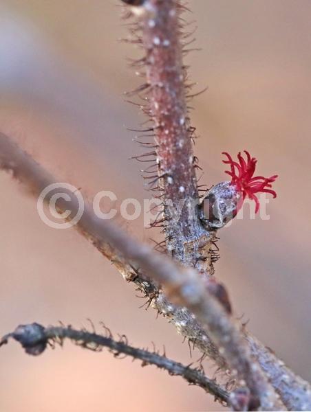 Red blooms; Yellow blooms; Deciduous; Broadleaf; North American Native