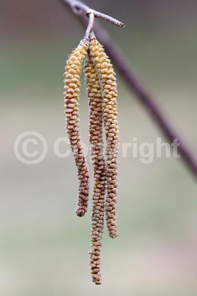 Red blooms; Yellow blooms; Deciduous; Broadleaf; North American Native
