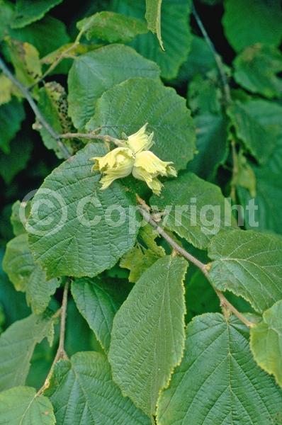 Red blooms; Yellow blooms; Deciduous; Broadleaf; North American Native