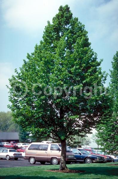 Unknown blooms; Deciduous; Broadleaf