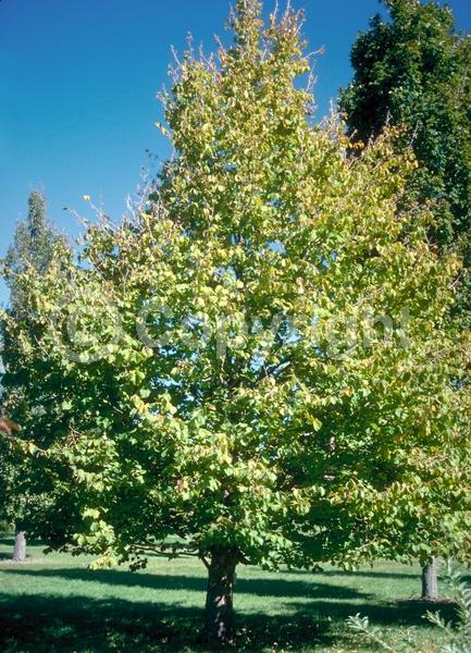 Unknown blooms; Deciduous; Broadleaf