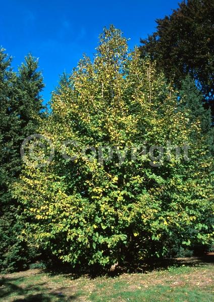 Unknown blooms; Deciduous; Broadleaf