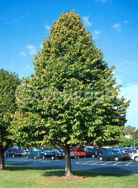 Unknown blooms; Deciduous; Broadleaf