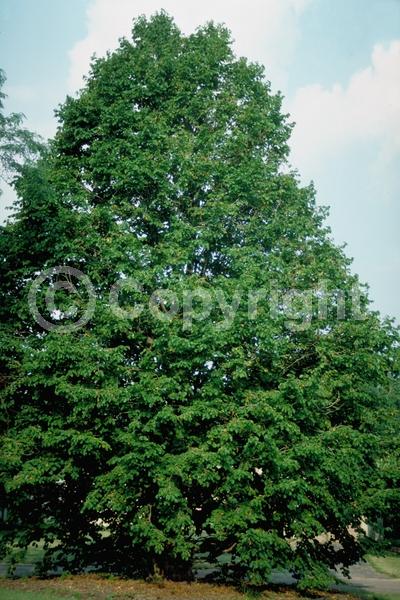 Unknown blooms; Deciduous; Broadleaf