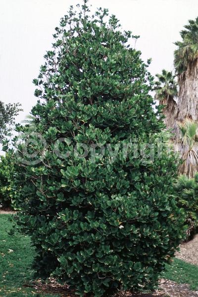 Yellow blooms; Green blooms; Evergreen