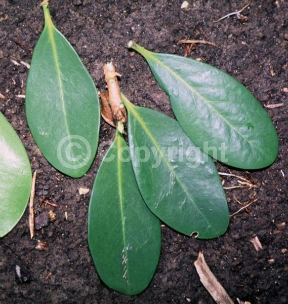 Yellow blooms; Green blooms; Evergreen