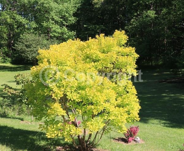 Pink blooms; Deciduous; Broadleaf
