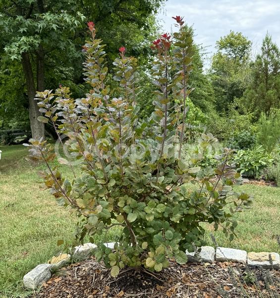 White blooms; Pink blooms; Deciduous; Broadleaf