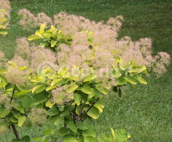 Pink blooms; Deciduous; Broadleaf