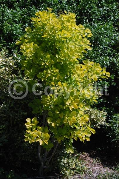 Pink blooms; Deciduous; Broadleaf