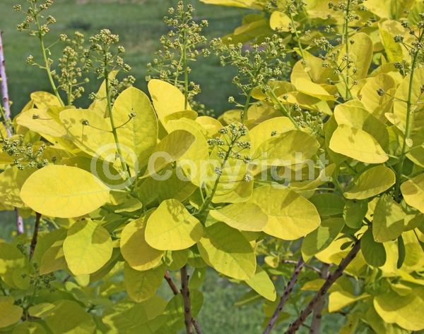 Pink blooms; Deciduous; Broadleaf