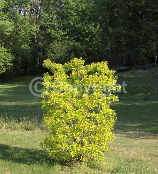 Pink blooms; Deciduous; Broadleaf