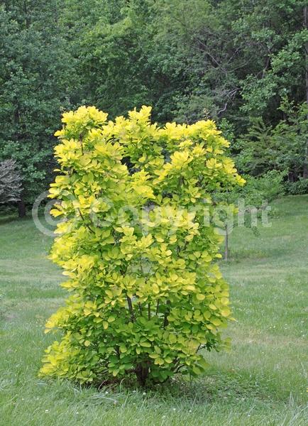 Pink blooms; Deciduous; Broadleaf