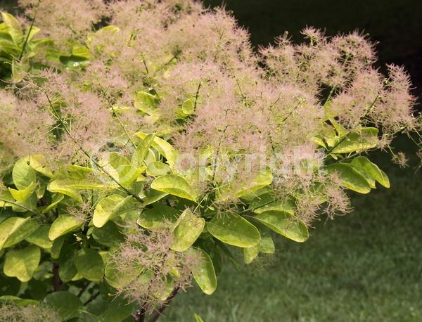 Pink blooms; Deciduous; Broadleaf