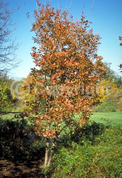White blooms; Pink blooms; Deciduous; Broadleaf