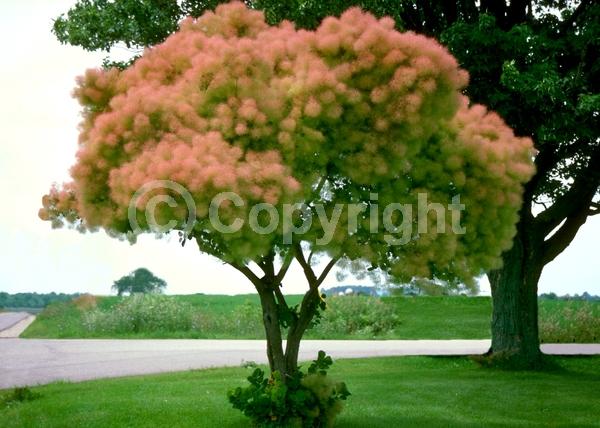 White blooms; Pink blooms; Deciduous; Broadleaf