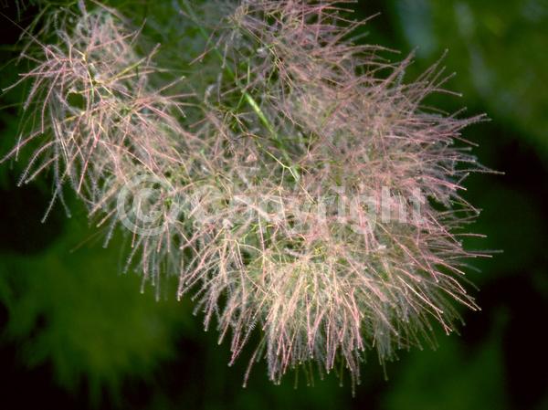 White blooms; Pink blooms; Deciduous; Broadleaf