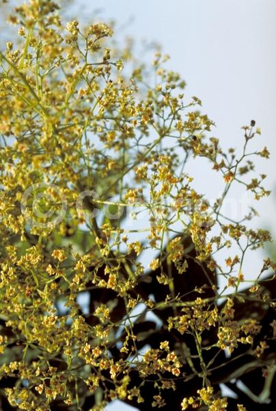 White blooms; Pink blooms; Deciduous; Broadleaf