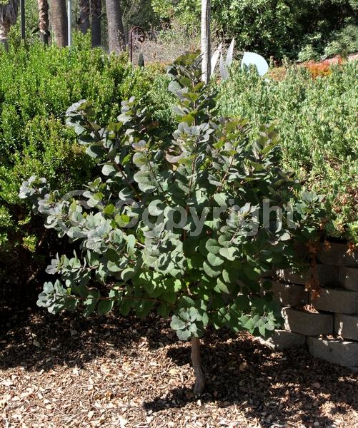 White blooms; Pink blooms; Deciduous; Broadleaf