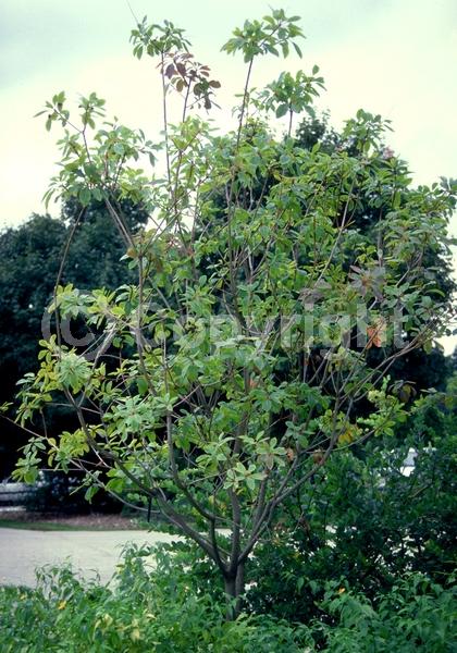 White blooms; Pink blooms; Deciduous; Broadleaf; North American Native