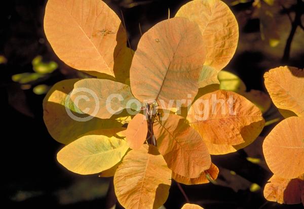 White blooms; Pink blooms; Deciduous; Broadleaf; North American Native