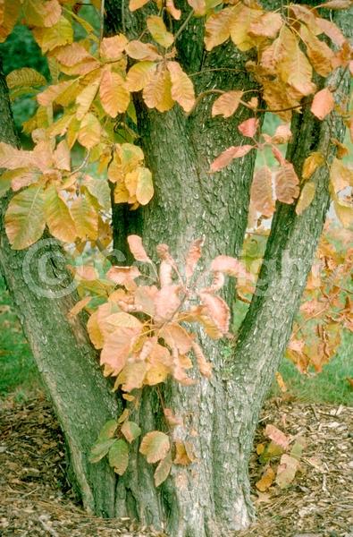 White blooms; Pink blooms; Deciduous; Broadleaf; North American Native
