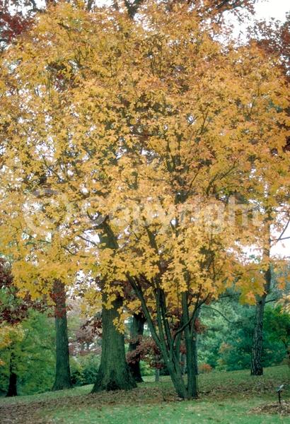 White blooms; Pink blooms; Deciduous; Broadleaf; North American Native