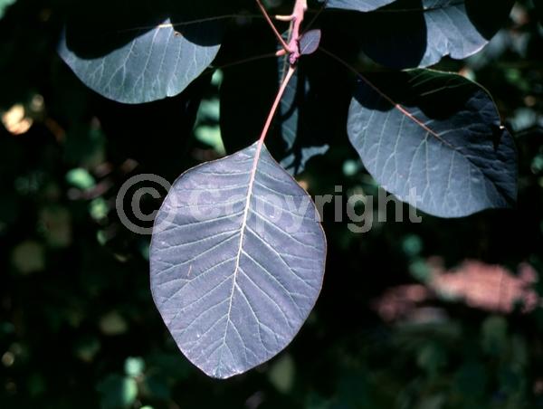 White blooms; Pink blooms; Deciduous; Broadleaf
