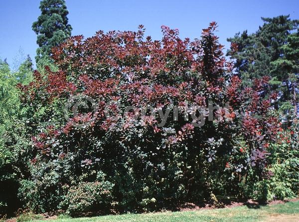 White blooms; Pink blooms; Deciduous; Broadleaf