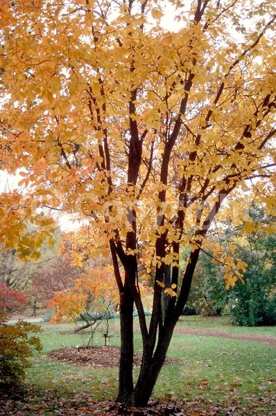 White blooms; Pink blooms; Deciduous; Broadleaf; North American Native