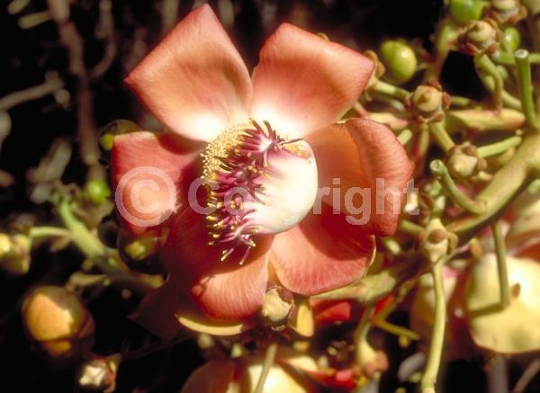 Pink blooms; Evergreen; Needles or needle-like leaf
