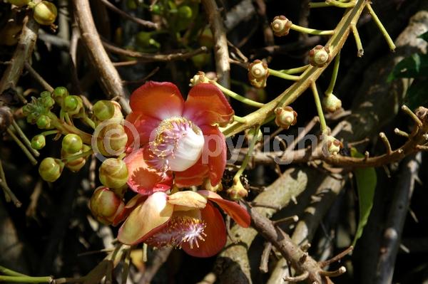Pink blooms; Evergreen; Needles or needle-like leaf