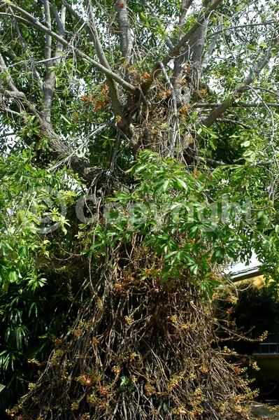 Pink blooms; Evergreen; Needles or needle-like leaf