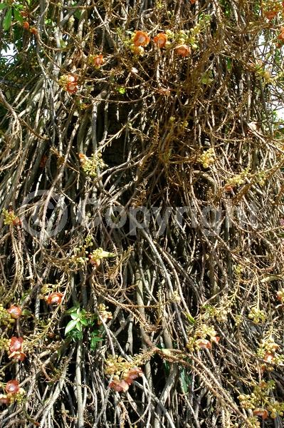 Pink blooms; Evergreen; Needles or needle-like leaf