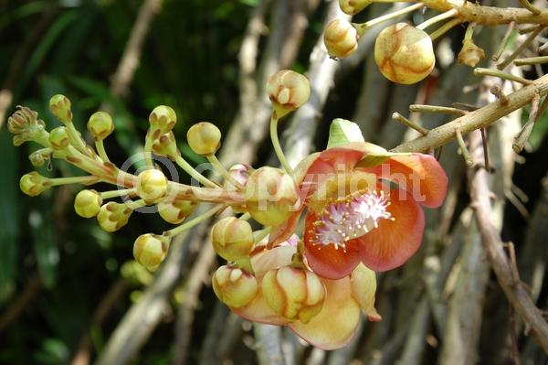 Pink blooms; Evergreen; Needles or needle-like leaf