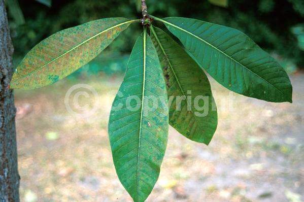 Pink blooms; Evergreen; Needles or needle-like leaf